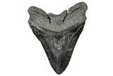 Fossil Megalodon Tooth - Massive River Meg #350774-2